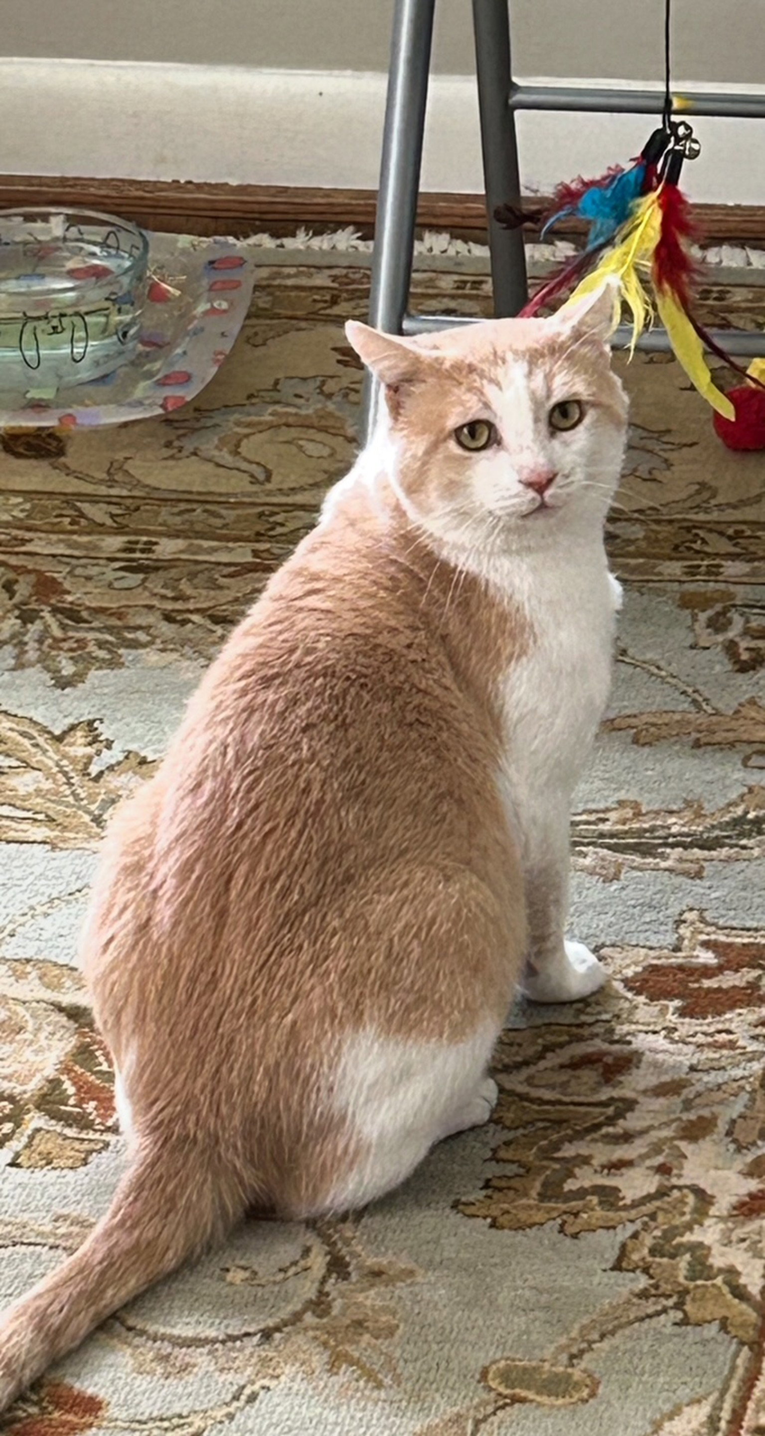 DUSTY - A HUNK - MILD Mannered!