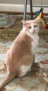 DUSTY - A HUNK - MILD Mannered! - Photo 1