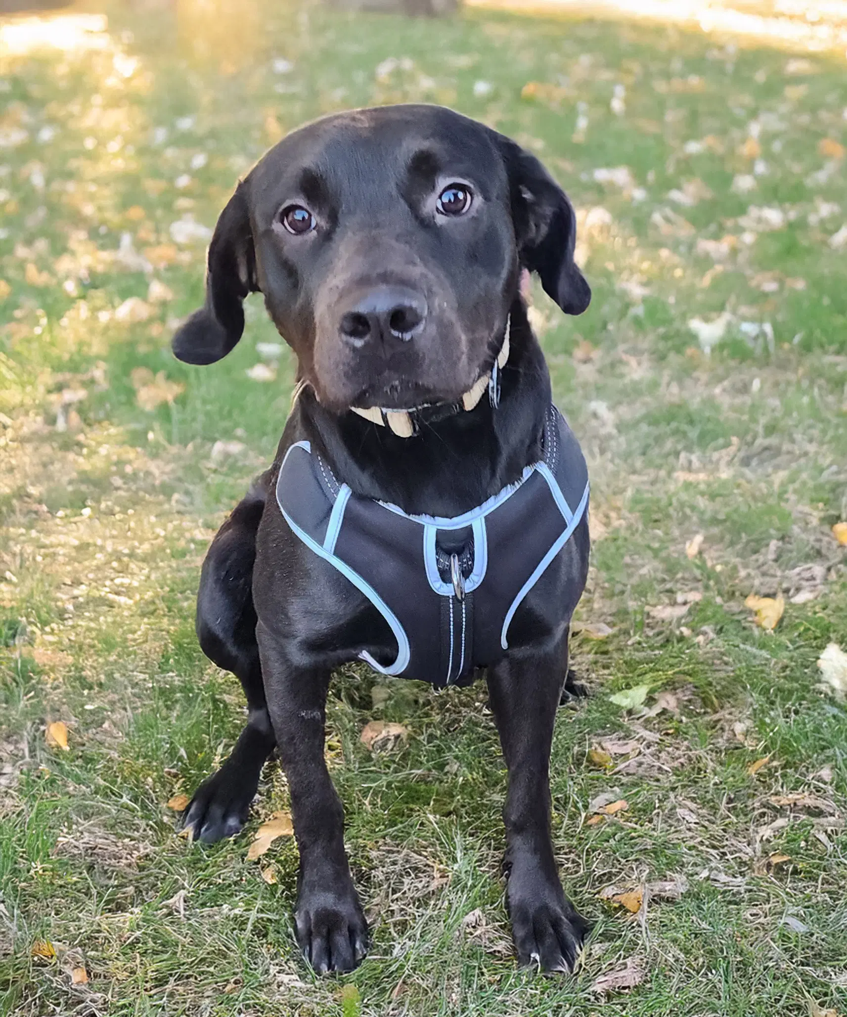 Huncho - Leader Of The Snack - Labrador Retriever