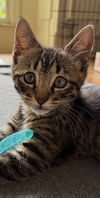 adoptable Cat in  named Sparky - The Purr-fect Firecracker
