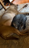 ANDY -BIG Teen KITTEN - SO FUN! LOVES ALL!