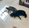 ANDY -BIG Teen KITTEN - SO FUN! LOVES ALL!