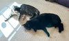 ANDY -BIG Teen KITTEN - SO FUN! LOVES ALL!