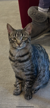 ANDY -BIG Teen KITTEN - SO FUN! LOVES ALL!