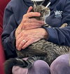 ANDY -BIG Teen KITTEN - SO FUN! LOVES ALL!