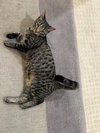 ANDY -BIG Teen KITTEN - SO FUN! LOVES ALL!