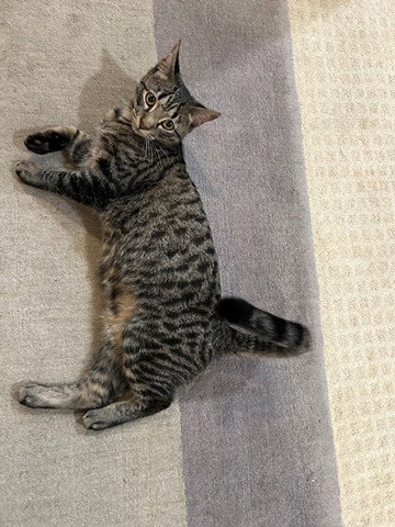 ANDY -BIG Teen KITTEN - SO FUN! LOVES ALL!