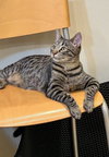 ANDY -BIG Teen KITTEN - SO FUN! LOVES ALL!