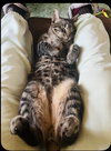 ANDY -BIG Teen KITTEN - SO FUN! LOVES ALL!