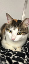 Dinah is a Doll! Adopt ASAP! Stunning! - Photo 2