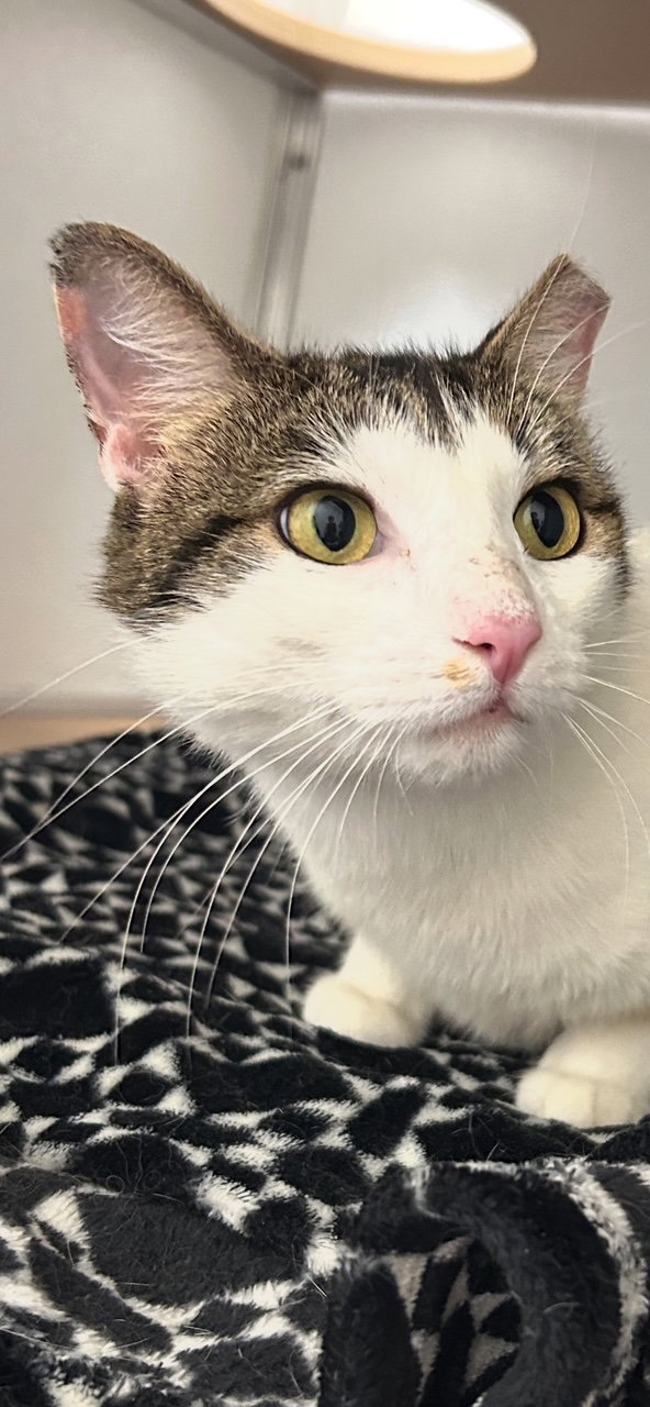 Dinah is a Doll! Adopt ASAP! Stunning!