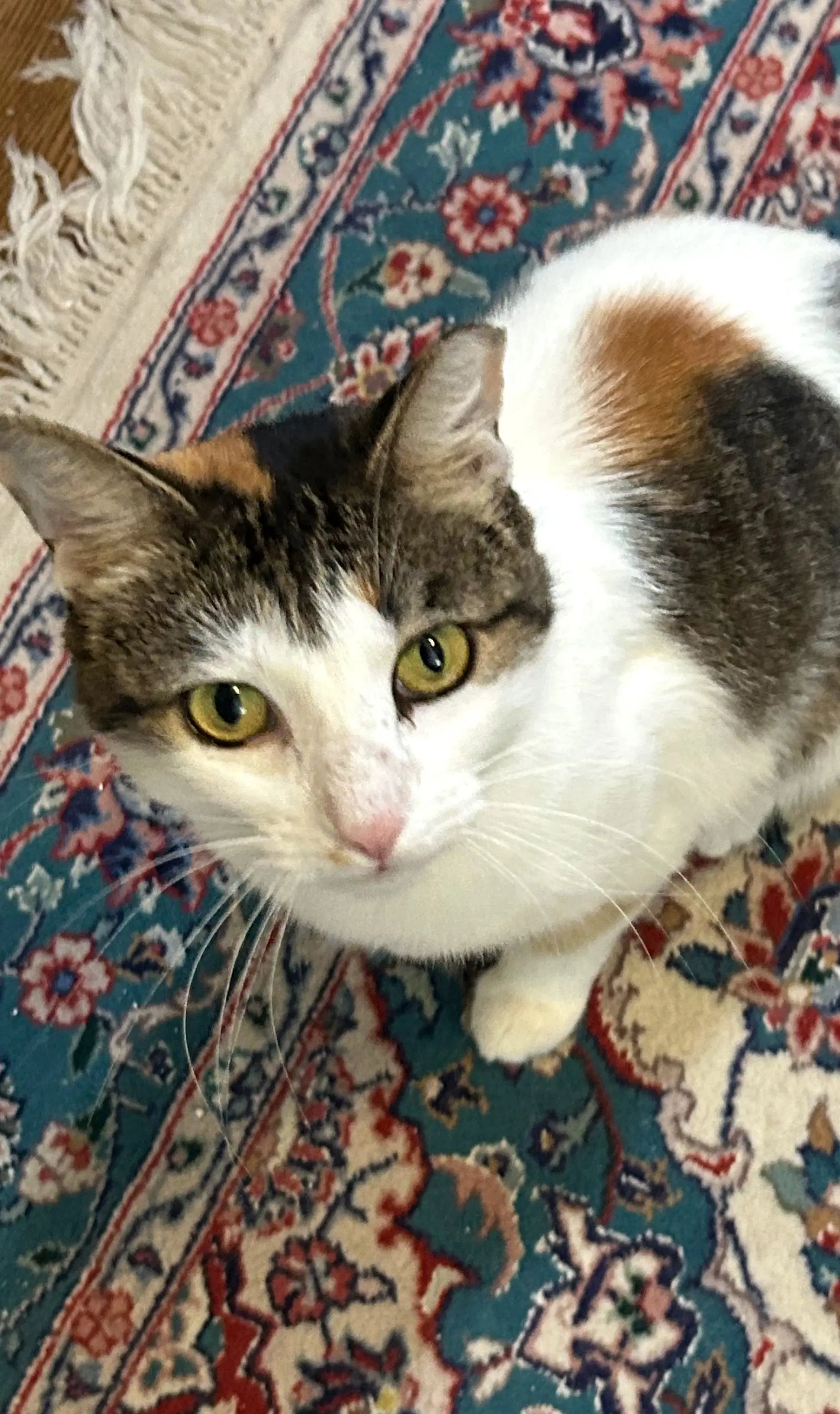 Dinah Is A Doll Adopt Asap Stunning - Calico
