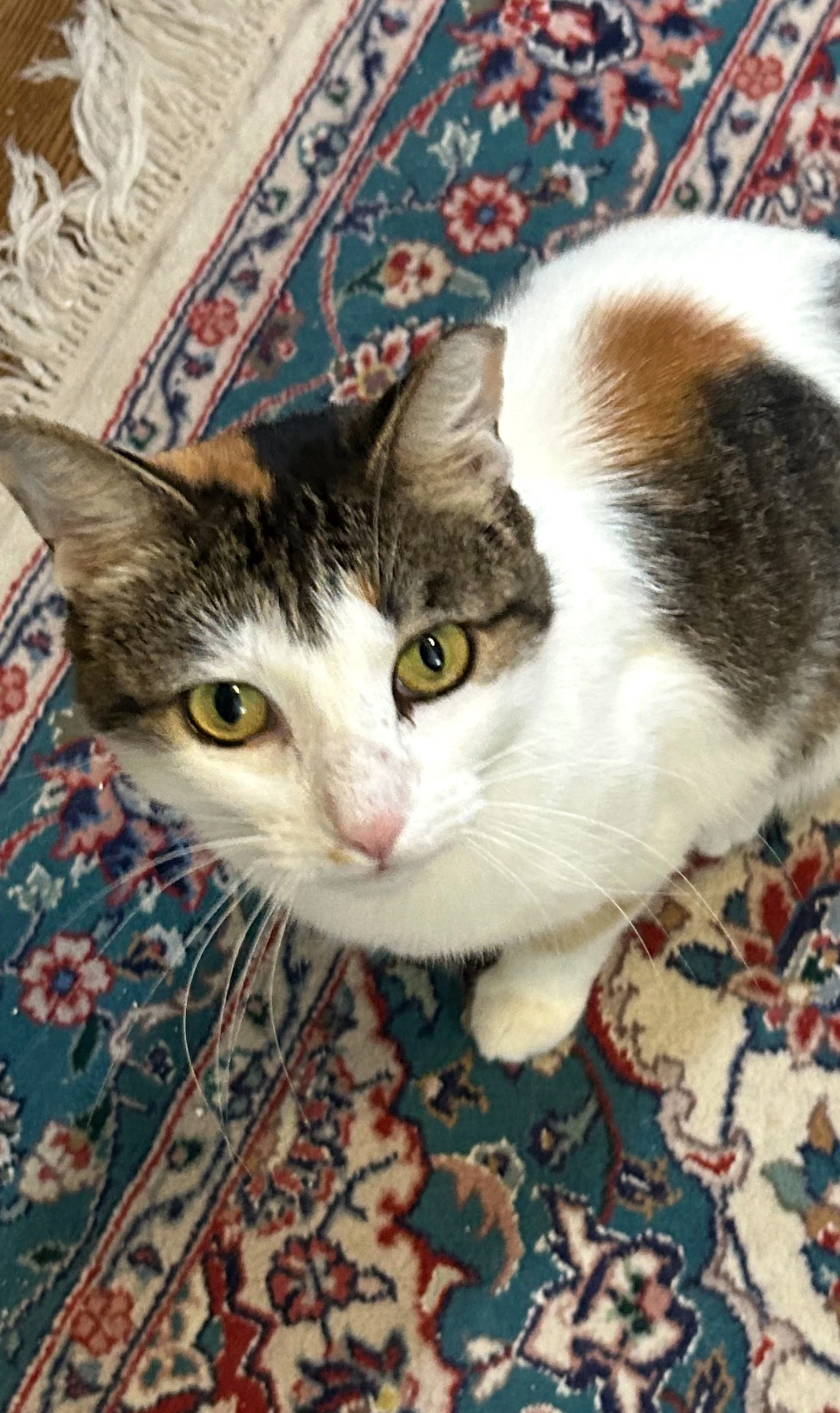 Dinah Is A Doll Adopt Asap Stunning
