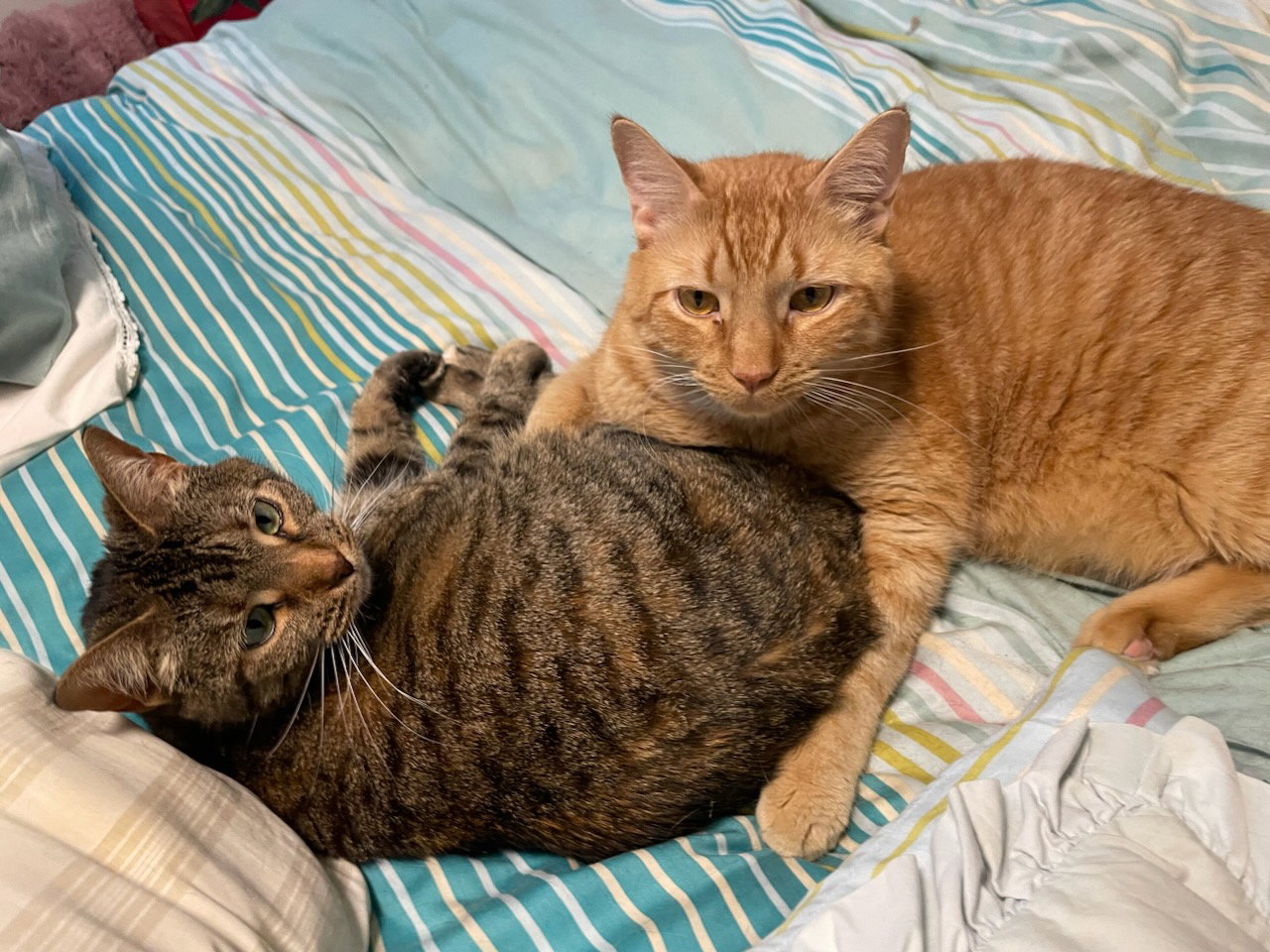 Leo & Lucy - SO Sweet and Easy; Owner Died!