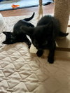 FRICK & FRACK - Adorable Twin Brothers!
