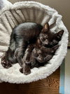 FRICK & FRACK - Adorable Twin Brothers!