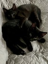 FRICK & FRACK - Adorable Twin Brothers!