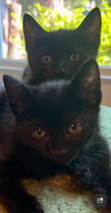 FRICK & FRACK - Adorable Twin Brothers!