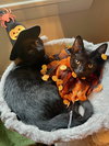 FRICK & FRACK - Adorable Twin Brothers!