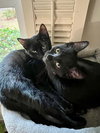 FRICK & FRACK - Adorable Twin Brothers!