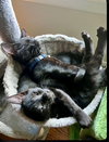 FRICK & FRACK - Adorable Twin Brothers!