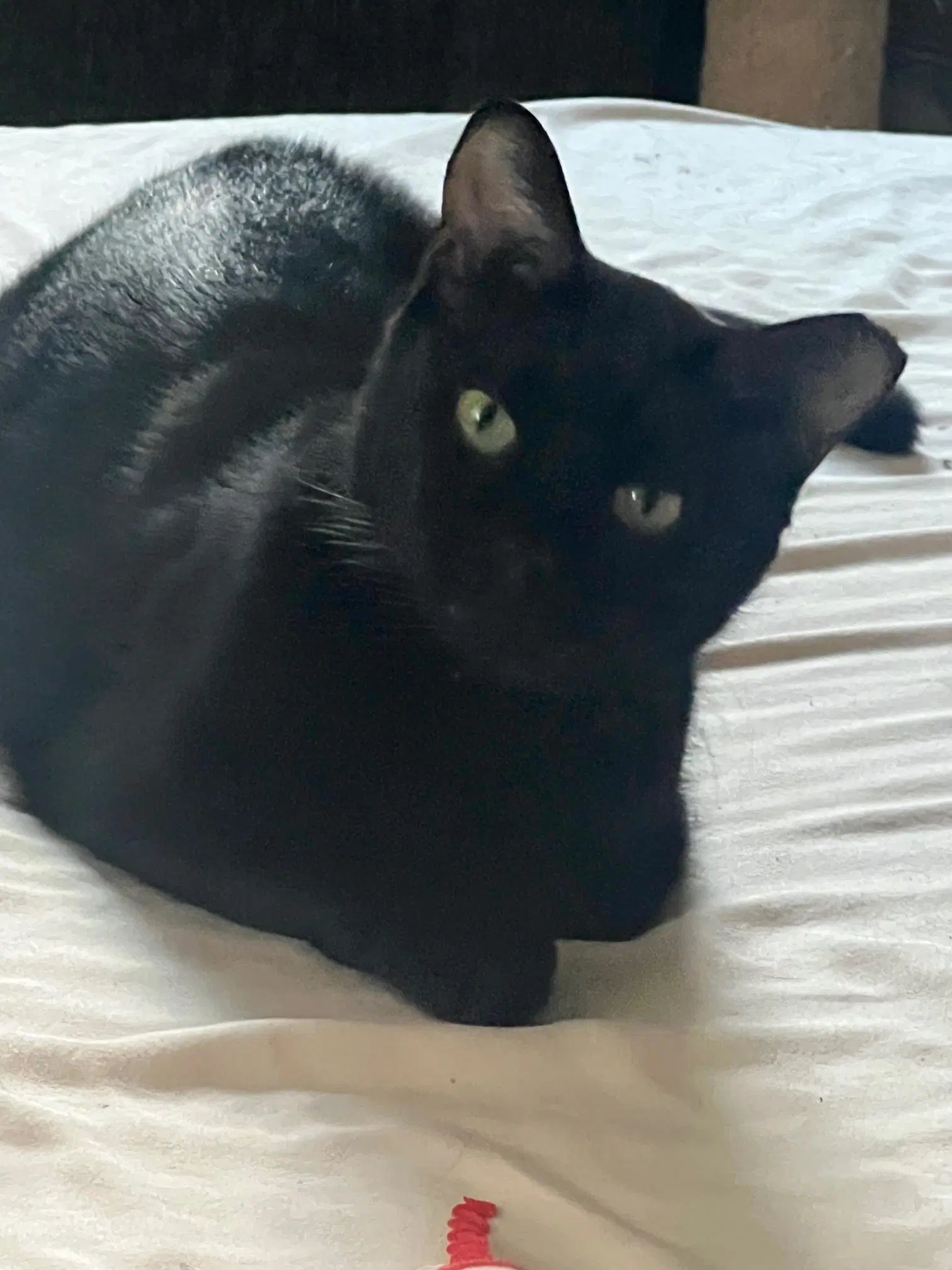 Pablo - Lifes Better With A Little Paw-Casso - Bombay