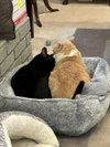 Pablo - life’s better with a little paw-casso - Photo 4