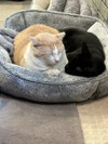 Pablo - life’s better with a little paw-casso - Photo 5