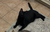 Pablo - life’s better with a little paw-casso - Photo 6