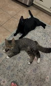 Pablo - life’s better with a little paw-casso - Photo 7