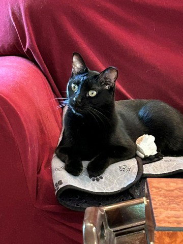 PABLO- Absolutely Elegant/Perfection as a pet!, photo 2