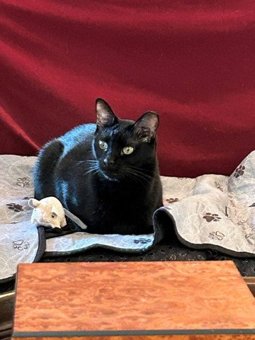 PABLO- Absolutely Elegant/Perfection as a pet!, photo 3