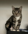 MARNIE - Cute little kitty with a rough start!! - Photo 1