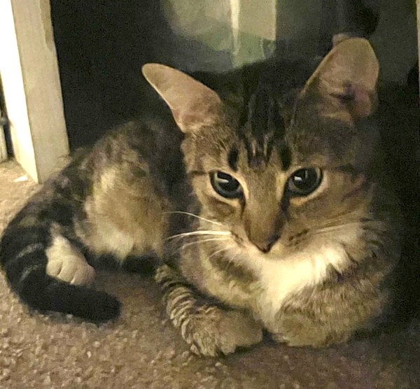 MARNIE - Cute little kitty with a rough start!!