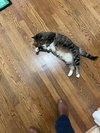 MARNIE - Cute little kitty with a rough start!! - Photo 4