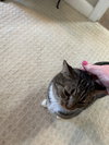 MARNIE - Cute little kitty with a rough start!! - Photo 5