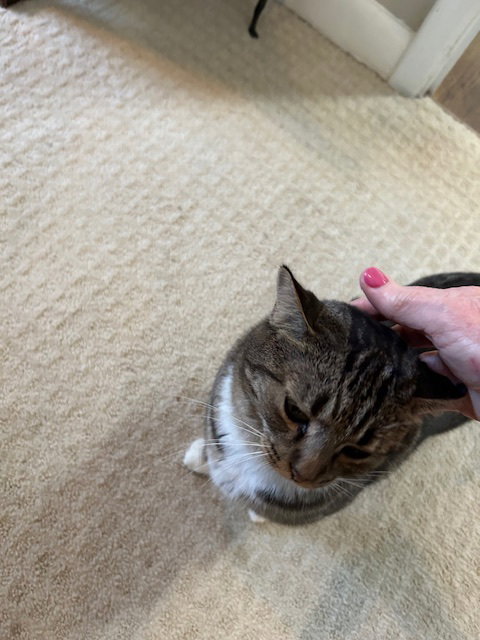 MARNIE - Cute little kitty with a rough start!!