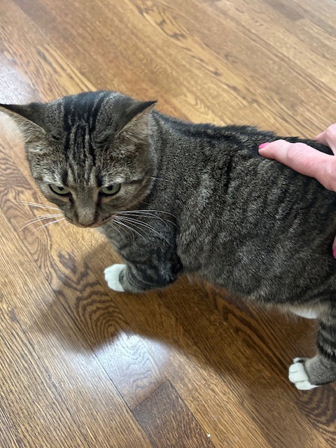 MARNIE - Cute little kitty with a rough start!!