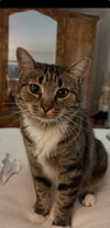 MARNIE - $150/Mo. FOSTER!! Perm Even Better!! - Photo 1