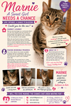MARNIE - Cute little kitty with a rough start!!