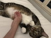 MARNIE - $150/Mo. FOSTER!! Perm Even Better!! - Photo 9