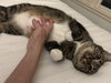 MARNIE - $150/Mo. FOSTER!! Perm Even Better!! - Photo 10