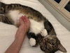MARNIE - $150/Mo. FOSTER!! Perm Even Better!! - Photo 11