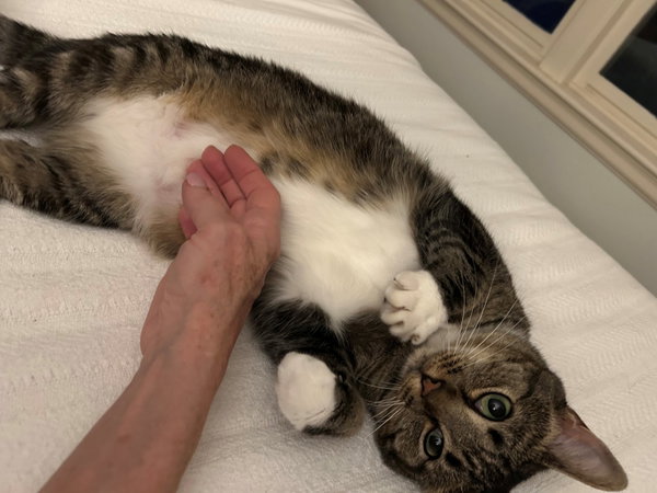 MARIE "Shorty Pants" - $175/Mo. FOSTER!!