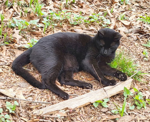 animal-image