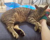 Pookah - Temporary foster needed