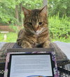 Pookah - Beautiful & Alone - Needs  a Home - Photo 1