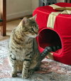 Pookah - Beautiful & Alone - Needs  a Home
