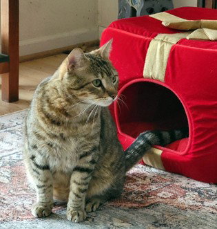 Pookah - Beautiful & Alone - Needs  a Home