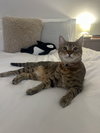 Pookah - Beautiful & Alone - FOSTER OR Home